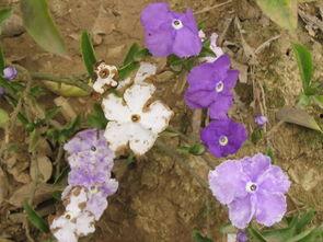 变色花,揭秘自然界的神奇色彩变幻